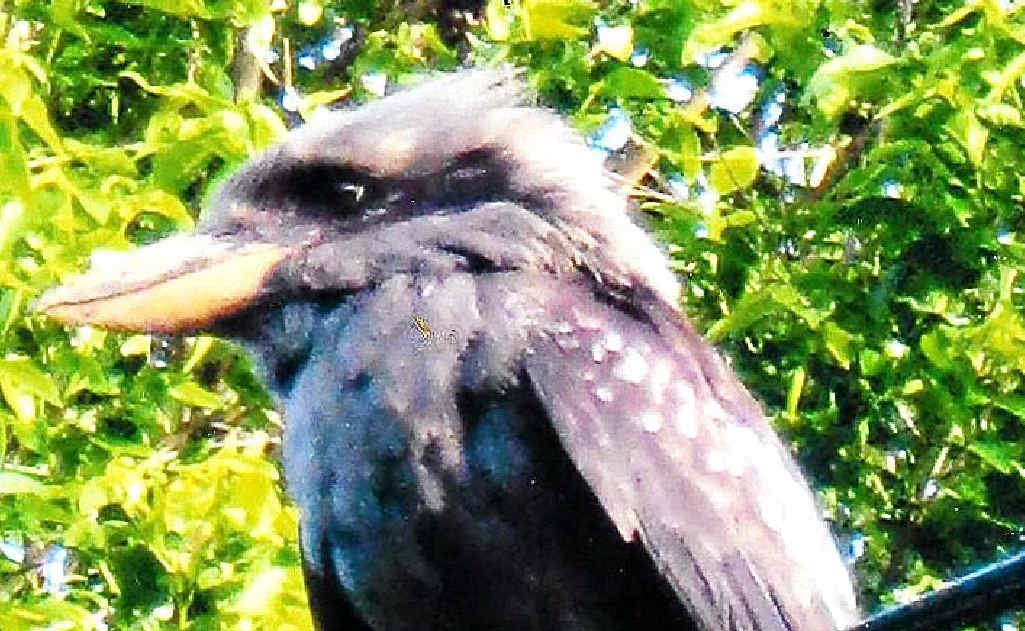 Uki’s black kookaburra shows off his dark side. Uki’s black kookaburra shows off his dark side.